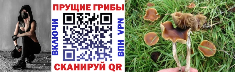 где купить Рыбинск Галлюциногенные грибы Cubensis